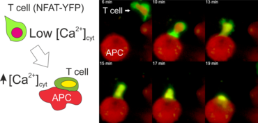 NFAT Biosensor