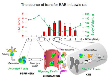 Transfer EAE