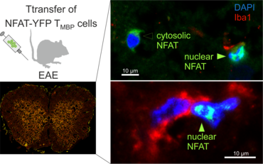 T-Zellaktivierung in vivo