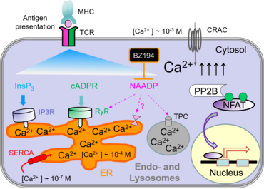 Kalzium Signale in T-Zellen